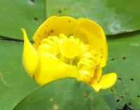 /album/foto-tsvetochnyj-mir/kirikovka-reka-vorskla-011-jpg/